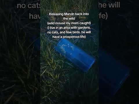 Marvin the Mouse
