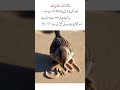 Tiny Sparrow Writing Allah’s Name