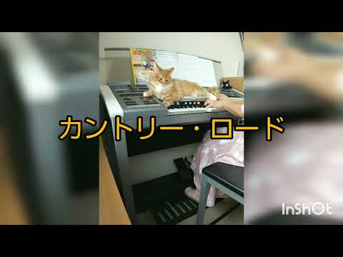 カントリー・ロード『耳をすませば』6級  月エレ2023.03 エレクトーン演奏  ノルウェージャンフォレストキャット