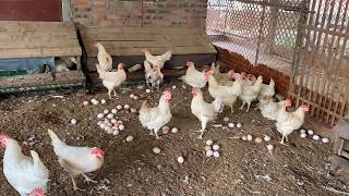Massive Egg Production Inside a Modern Chicken Farm.
