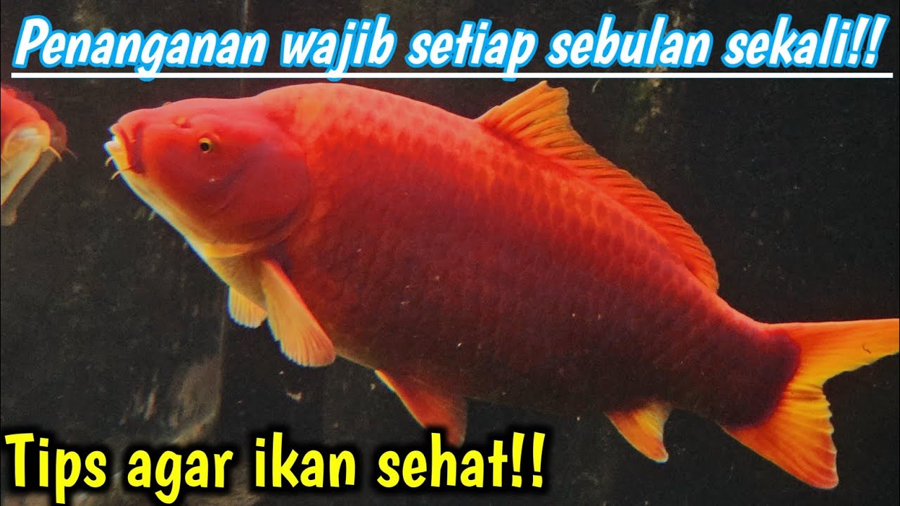 Pencegahan Penyakit Velvet Ikan Koi: Tips Efektif untuk Aquarist Pencegahan Penyakit Velvet Ikan Koi: Tips Efektif untuk Aquarist