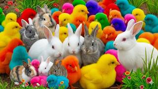 Ayam Lucu, Ayam Warna Warni, Ayam Rainbow Gokil, Kelinci, Kucing Lucu, Bebek, Hewan Lucu Dunia
