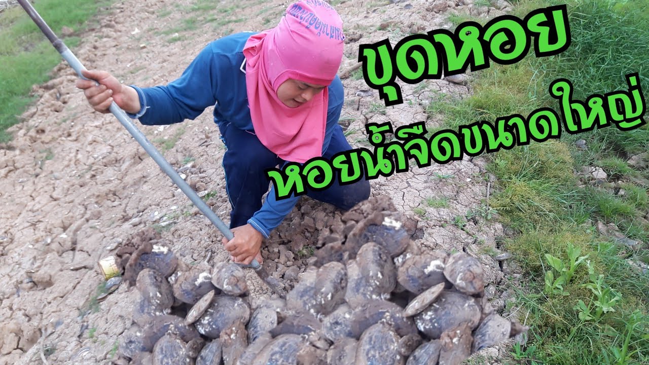 ขุดหอยน้ำจืดขนาดใหญ่ สองฝั่งแม่น้ำเต็มไปด้วยหอย มาแปบเดียวได้กับไปเต็มถัง EP92