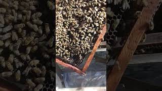 تقسيم النحل