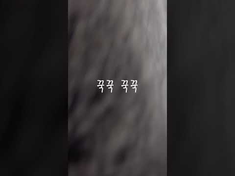 처음 만난 고양이의 꾹꾹이 The cat I met for the first time today is kneading