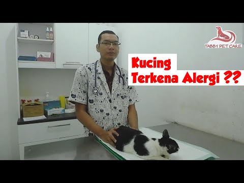 Video: Syok Alergi Pada Kucing