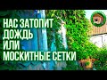 Нас затопит дождь. АнтиМоскитная сетка. Что Делать С Кориандром? 15 июля