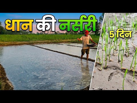 3 दिन में धान बीज अंकुरित 💯 नर्सरी का ये देसी फॉर्मूला कोई नहीं बताएगा