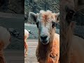 Wildlife Moments in Banff & Jasper | Canadian Rockies #wildlifetravel #animalencounters #cuteanimals