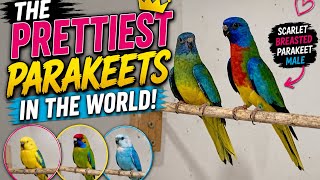 The scarlet breasts parakeet: One of the prettiest parakeets in the world.