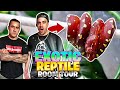 Reptile Room Tour 2020! You Won’t Believe These Snakes!!!