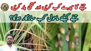 Brown Planthopper In Rice Brown Plant Hopper In Paddy Control.