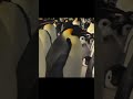 So beautiful, these penguins 🖤🤍🖤🤍 #penguin #penguins #cuteanimals