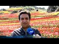 Iran Tulips garden, Spring 1399, Kondor village, Alborz province باغ گل هاي لاله روستاي كندور