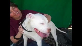 A4912051 Pixel Pit Bull Mix