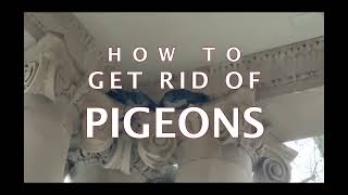 How to get rid of pigeons