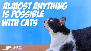 There Are Always Possibilities With Cats