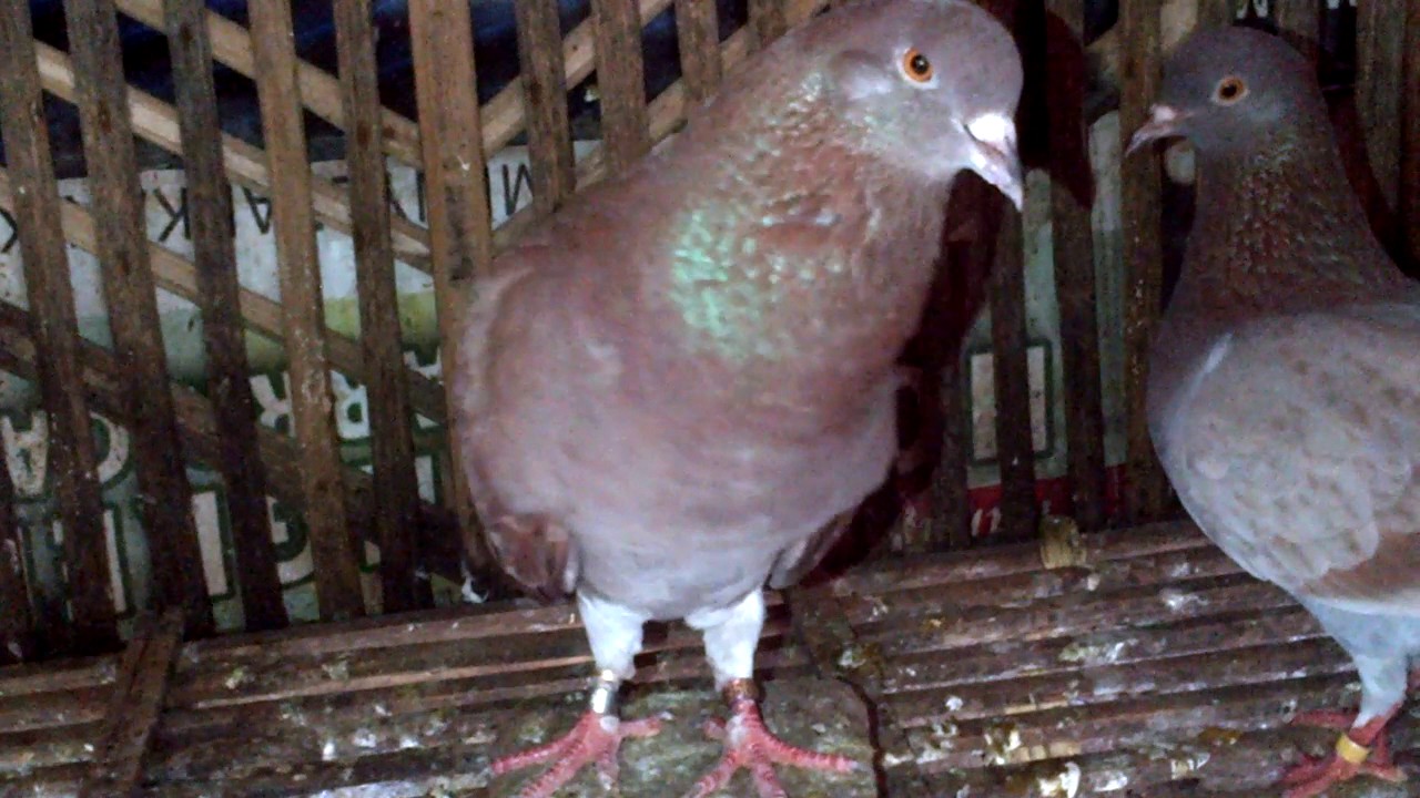 A 3 Indukan Produksi Black Jack Merpati Balap Cirebon Youtube