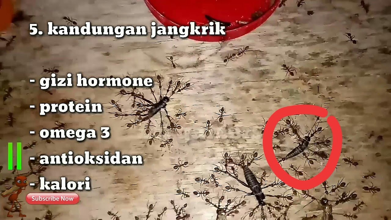 BUDIDAYA KROTO - 5 makanan semut rangrang(SR) peningkat kualitas kroto