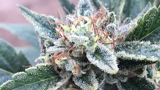 2019 outdoor Grow -trichomes Getting close to Harvest