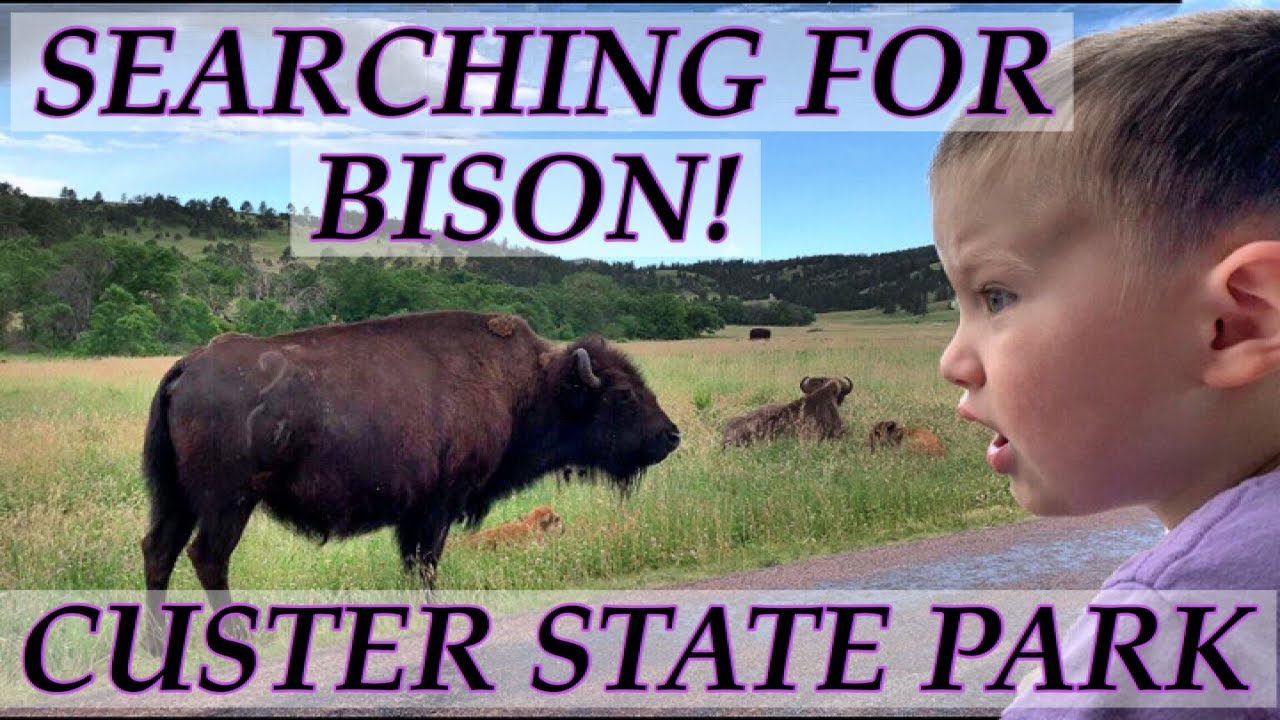 BISON IN CUSTER STATE PARK! On the WILDLIFE LOOP with Kids, in South Dakota's BLACK HILLS!!!!