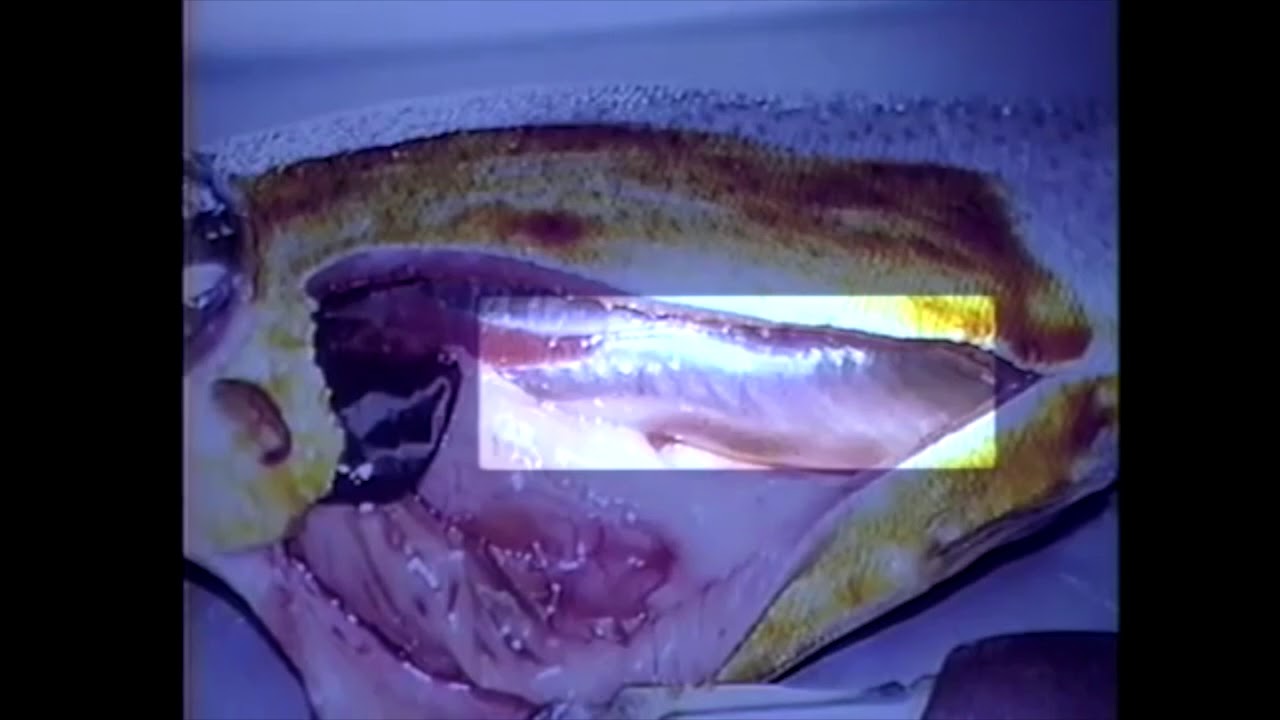 Gas Bubble Disease environmental diseases in trout signs