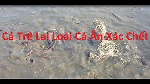 Nuôi cá trê phi -  African catfish