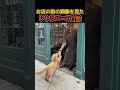 ワンちゃんの純粋さに癒された。