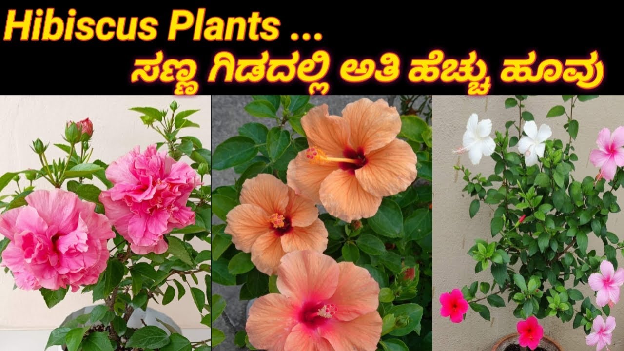 How to Grow Hibiscus Plants /ದಾಸವಾಳ ಗಿಡದಲ್ಲಿ ಅತಿ ಹೆಚ್ಚು ಹೂವು ಬರಲು ಹೀಗೆ ಮಾಡಿ 