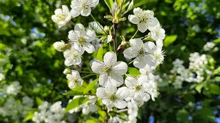 Видео про весну, природу, май 🌿