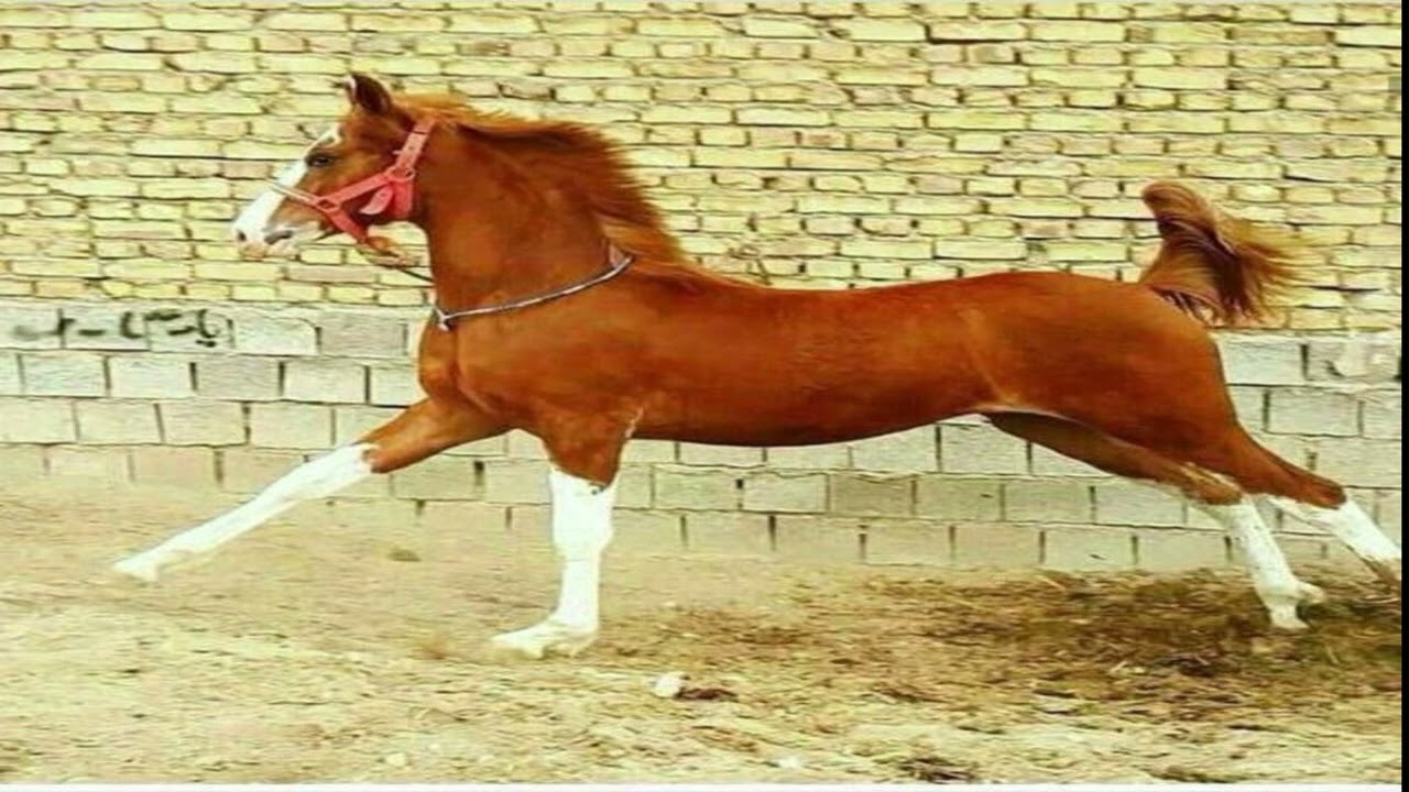 Shoberdi baxshi Boltaev 14