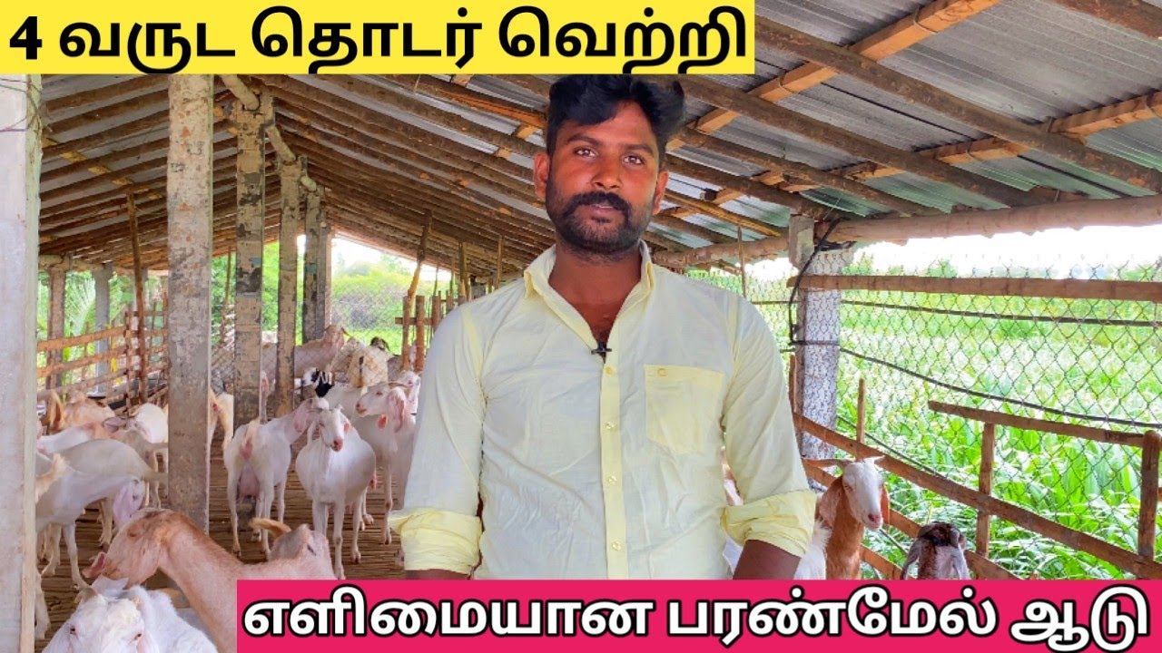 4 வருட வெற்றி பரண்மேல் ஆடு இவ்வளவு எளிமையா வருமானம் . எளிமையான கொட்டகை