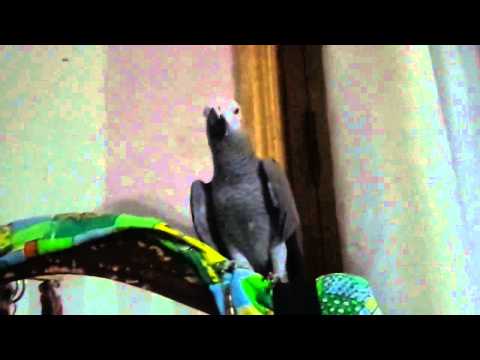 პაკო, წადი გალიაში!