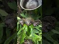 What Happens When You Pour Hot Oil on Porcupine Fish? (Amazing Coastal Experiment)