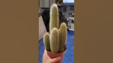 Thumbnail of my tower cactuse..spoiled me love it