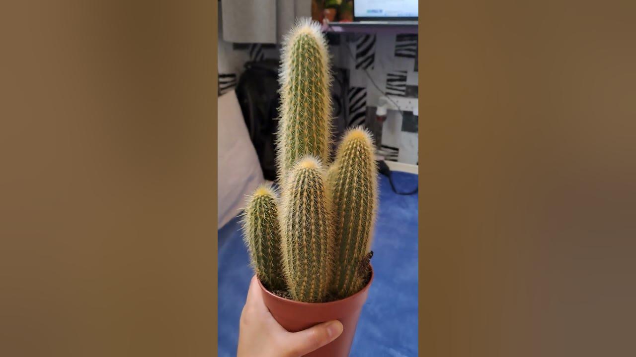 my tower cactuse..spoiled me love it