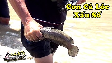 Cách Bắt Cá Lóc Cá Rô cực hay của Nông Dân Miền Tây | Catch The Fish | NGÃ NĂM TV