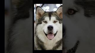 Alaskan malamute#breeds #dog #dogbreeds #alaskanmalamute#shorts#short