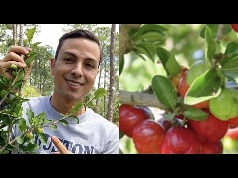 Vidéo: Acerola Tree Care : Comment faire pousser des cerisiers de la Barbade