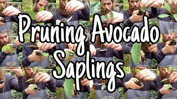 Pruning Young Avocado Trees (Why, How and When)