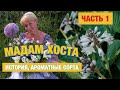 Всё о хосте, история, ароматные сорта, первые вариегатные и голубые хосты