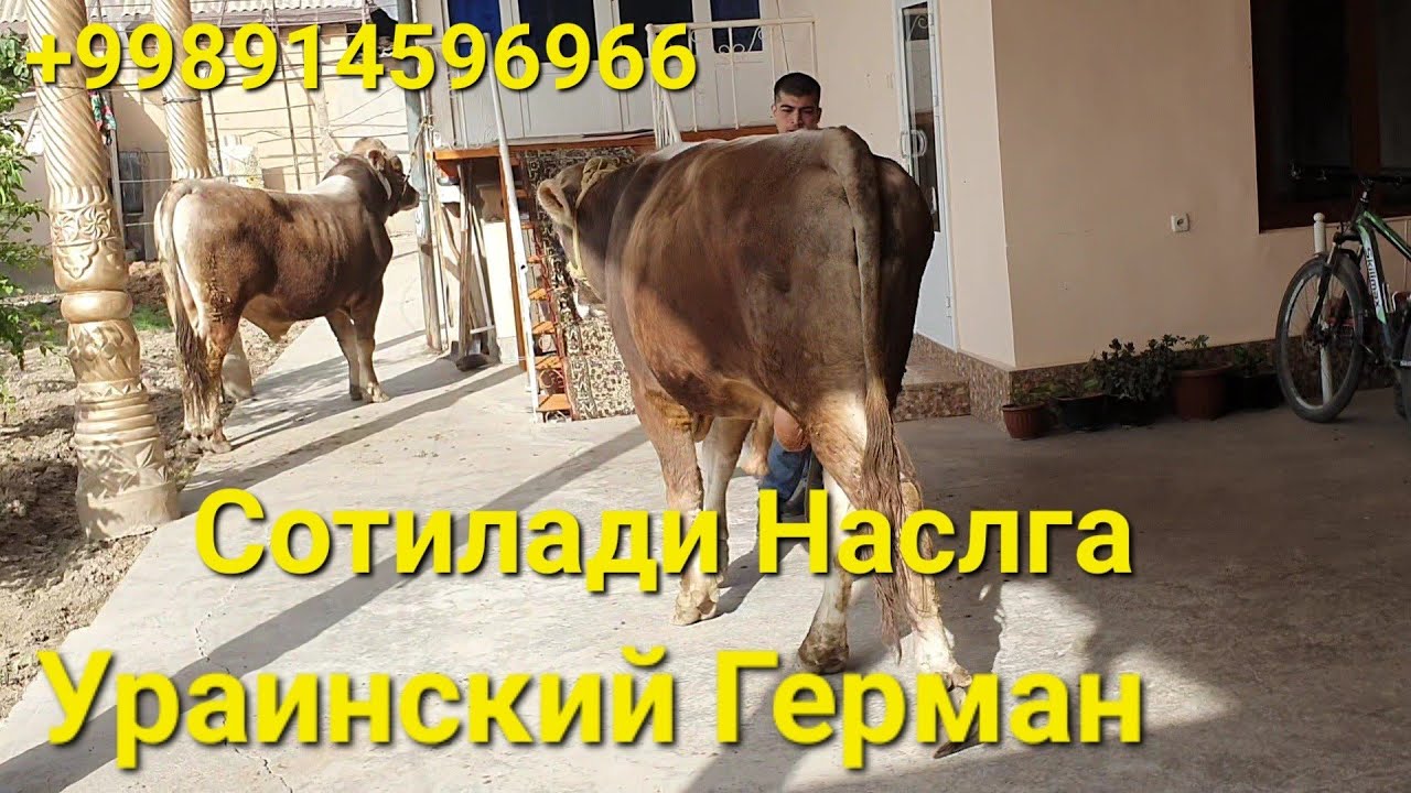 12.04.2023 Китоб тумани.  +998914596966. Сотилади. Узимни уйимники молларимни курсатиб бердим.