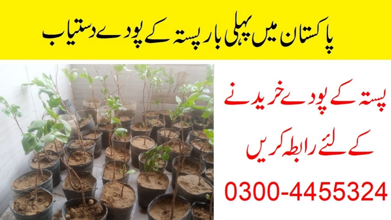 How to Grow Pistachio Pistachio plants in Pakistan پاکستان میں پہلی