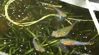 Springtails Live Fish Food