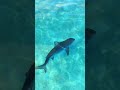 #tigershark #shorts #youtubeshorts #shortsfeed