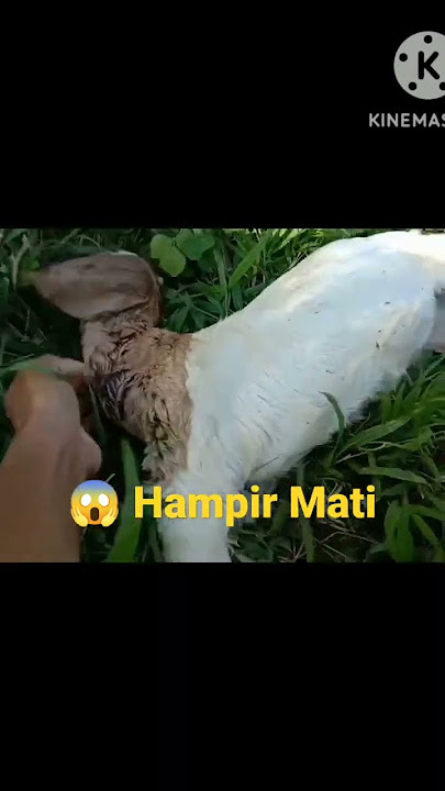 Obat Paling Ampuh Untuk Kambing Keracunan