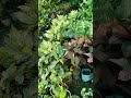 plant nursery in Lucknow