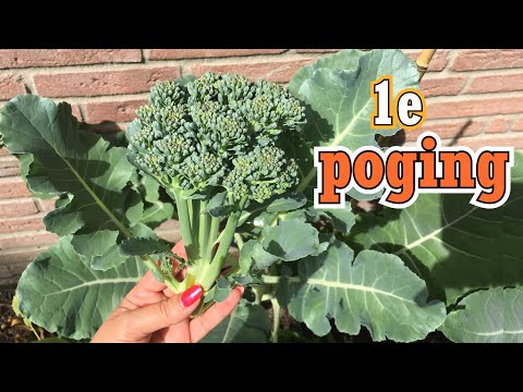 Video: Broccoli: Voorbereiding Voor Het Zaaien Van Zaailingen