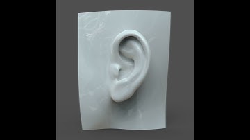 3D Model of CAD-friendly Casual Woman Ear Model F1P1D0V1ear Review