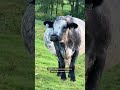 Cows via Katie’s SC katievanslyke Katie’s beef with Bonnie’s toupee 😂 katievanslyke cow toupee